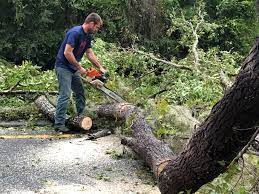Best Palm Tree Trimming  in Mdleton, ID
