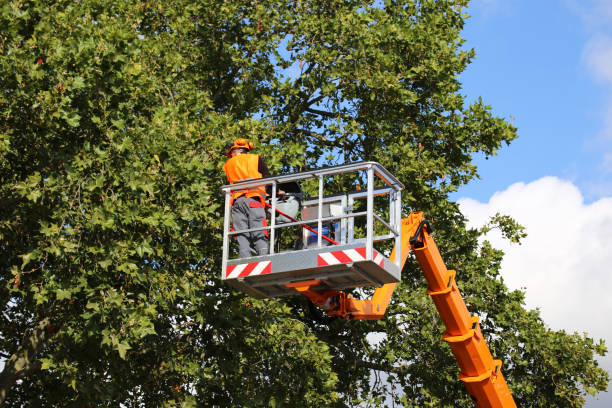 Best Tree Disease Treatment  in Mdleton, ID