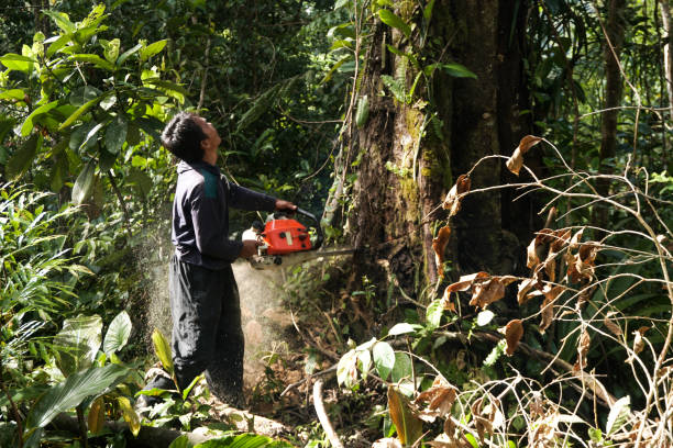 Best Root Management and Removal  in Mdleton, ID