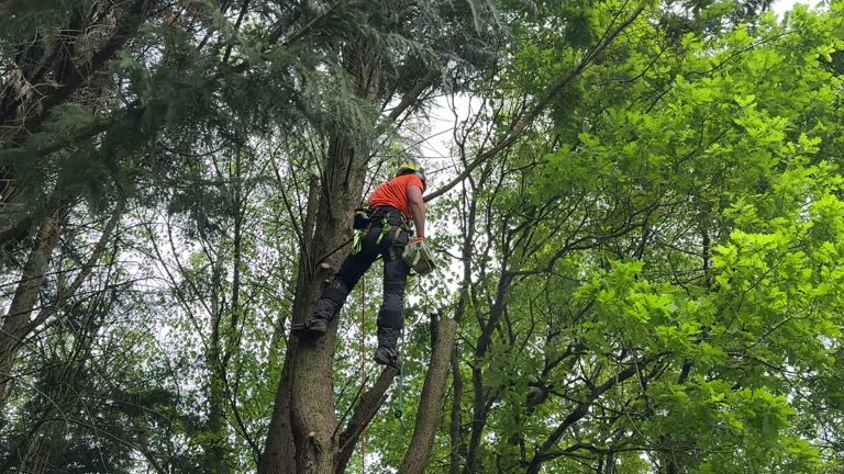 Best Tree Mulching  in Mdleton, ID