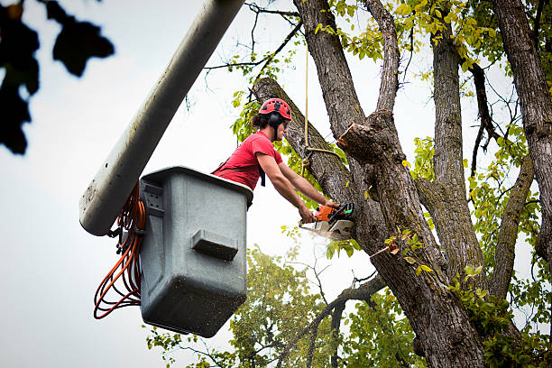 Best Tree Cabling and Bracing  in Mdleton, ID
